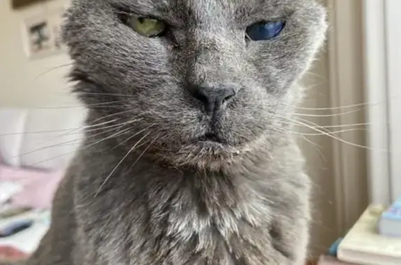 Chat British trouvé à Roubaix - photo