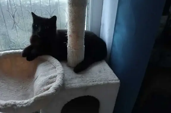 Animaux perdus Champs-sur-Tarentaine-Marchal, photo: Perdue: Moune, chatte noire, 8 mois
