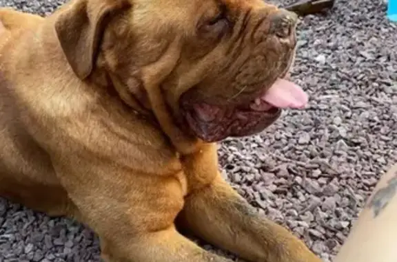 Chien perdu Naours, photo : Alerte: Dogue Bordeaux Perdu!