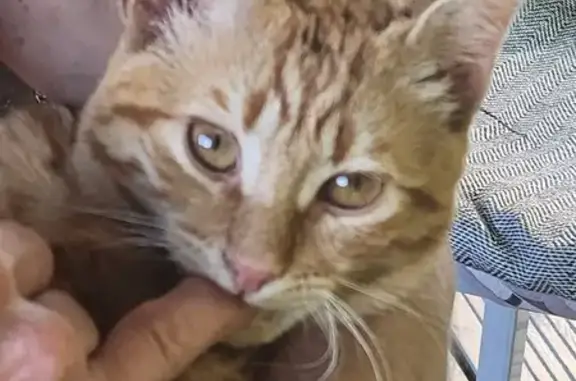 Chat perdu, , photo: Avis de recherche: Yoda, chat roux
