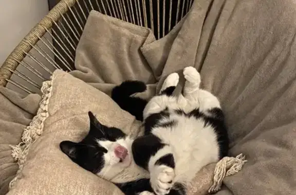 Animaux perdus La Tronche, photo: Chatte noire et blanche perdue