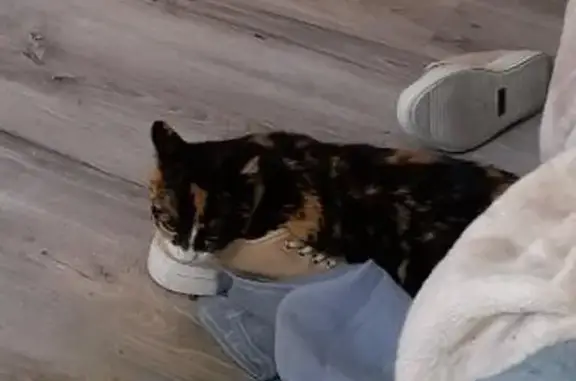 Animaux perdus Marseillan, photo: Chat bringé perdu à Marseillan