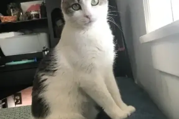 Lost Manx Cat: White Calico, Green Eyes - Help!
