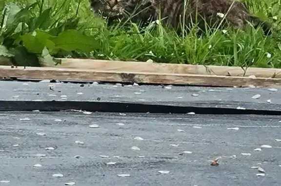 Animaux trouvés , photo: Chat perdu, peureux à Verneil