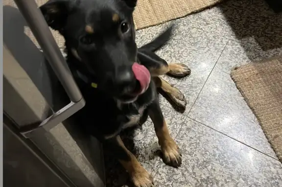 Chien trouvé Lanton, photo: Chiot Beauceron perdu à Lanton