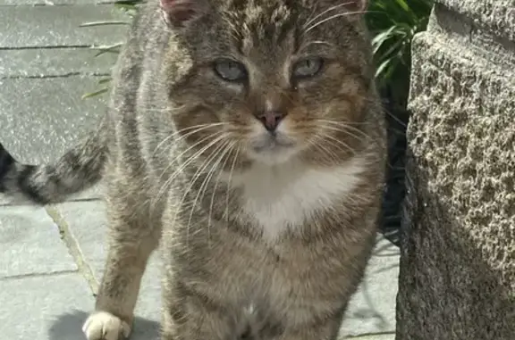 Chat affectueux trouvé à Gurunhuel - photo