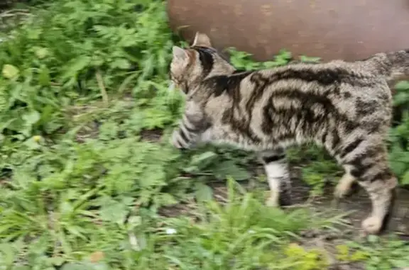 Chat perdu trouvé à Mittois - photo