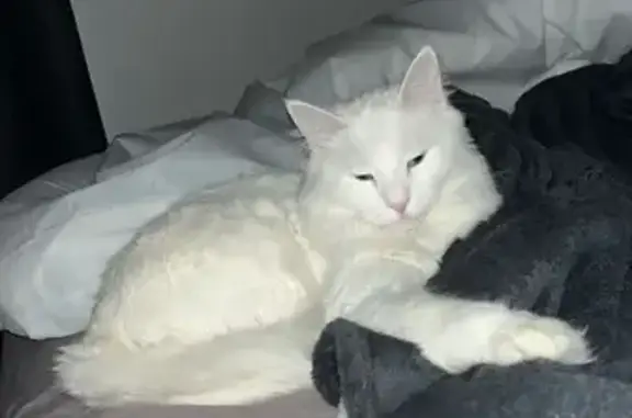 Chat perdu, Saint-Raphaël, photo: Avis de recherche: Chatte angora