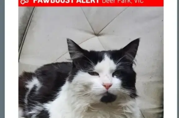 Lost Cat Alert: Neimur Ave, Melbourne!