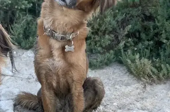 Chien perdu Bourcefranc-le-Chapus, photo : Chien Osis perdu - Pucé et médaillé