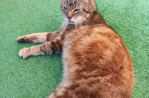 Chatte trouvée près du CHD - photo