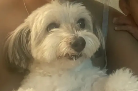 Lost and found pets , photo: Lost Maltipoo Found on East 40th - Home Now!