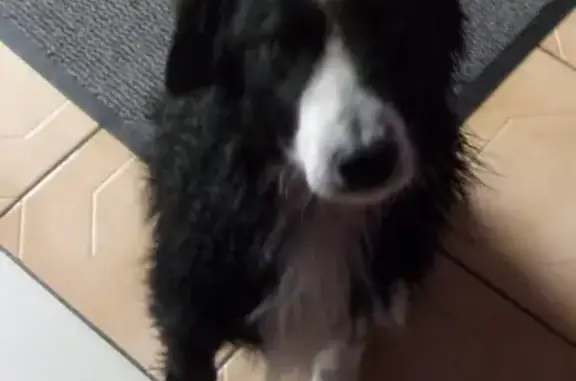 Chien border collie trouvé à Meyssiez - photo
