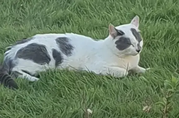 Chat mâle blanc/gris perdu - Odos - photo