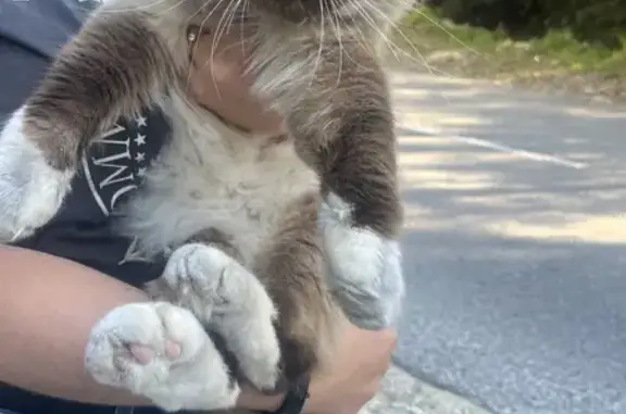 Chat Birman trouvé à Aspremont - photo