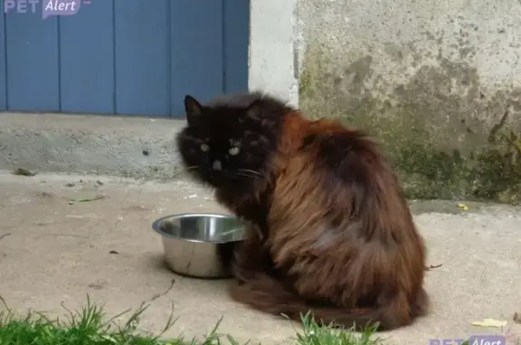Chat noir et roux perdu à Niort - photo
