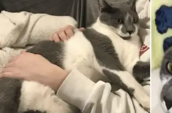Animaux perdus , photo: Chat gris-blanc perdu à Sèvremoine
