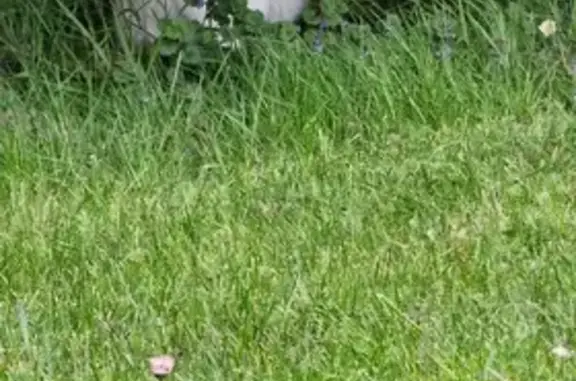 Chat multicolore perdu à Calonne - photo