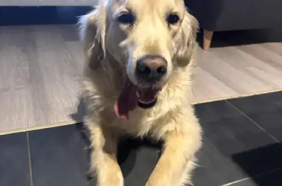 Chien perdu à Nantes retrouvé - photo