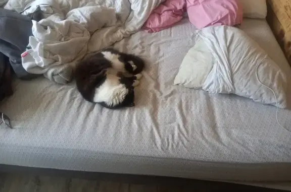 Animaux perdus , photo: Chatte bicolore perdue à Villars