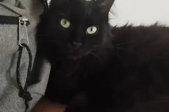 Animaux perdus Toulon-sur-Allier, photo: Chat angora noir perdu à Toulon
