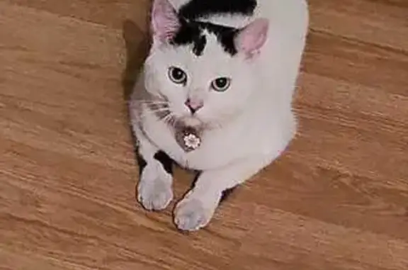Animaux perdus Pers-Jussy, photo: Chatte blanche tachetée perdue