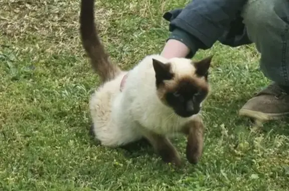 Chat retrouvé au 232, Aubépin - photo