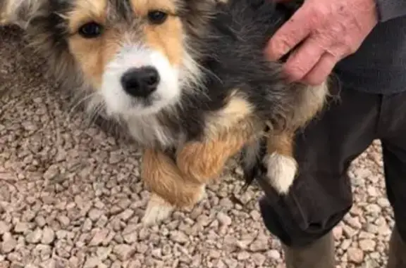 Animaux trouvés , photo: Chien perdu à Saint-Christophe