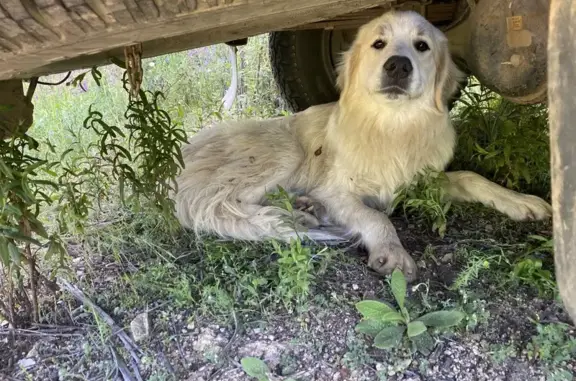 Chien Golden trouvé à Lecci - photo
