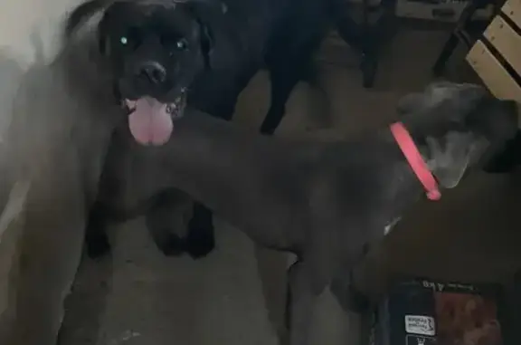2 chiens perdus: noir & gris bébé - photo