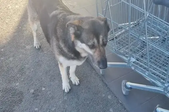 Chien trouvé Dieppe, photo: Berger perdu à Lidl Dieppe