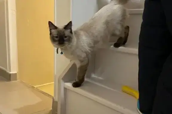 Chat au collier bleu trouvé à Antony - photo