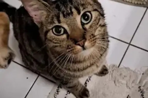 Animaux perdus Jard-sur-Mer, photo: Chat tigré perdu à Jard-sur-Mer