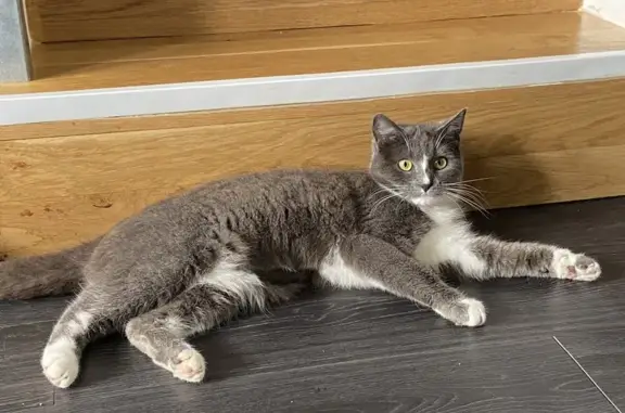 Animaux perdus Paron, photo: Gaufrette, chatte perdue, Paron