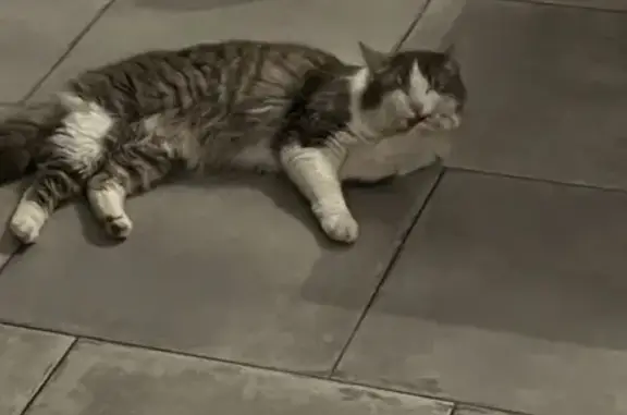 Chatte grise perdue à Penguily - photo