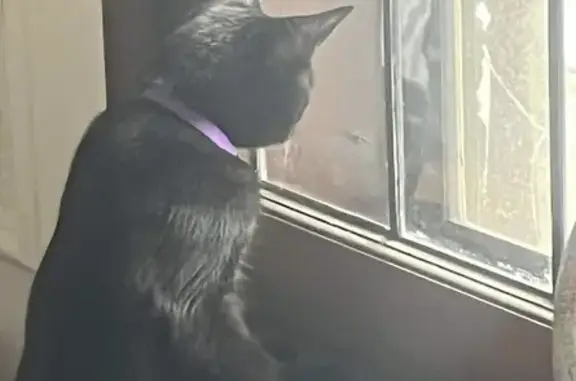 Lost Black Cat with Purple Collar - Scandinavia