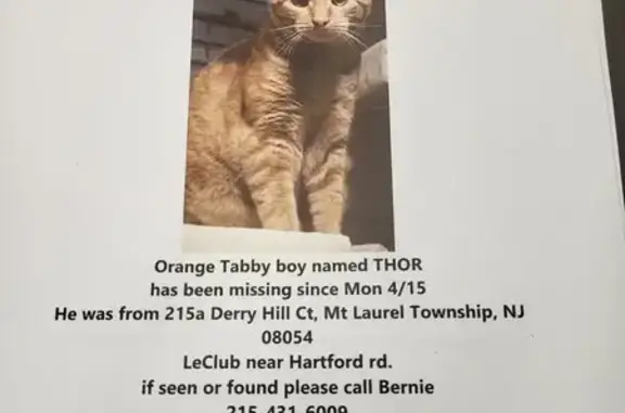 Lost! Orange Tabby Male - Derry Hill Ct, 215A