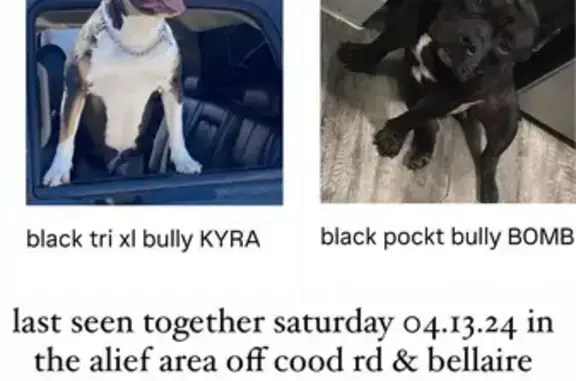 Lost Bully Dogs in Houston - Help Find Them!