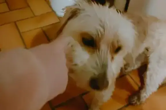 Chien perdu retrouvé à Lullin - photo