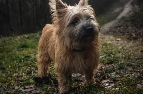 Chien perdu , photo : Chien Cairn Terrier Perdu à Villers