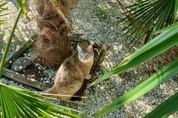 Chat perdu, Montussan, photo: Chatte grise perdue à Montussan