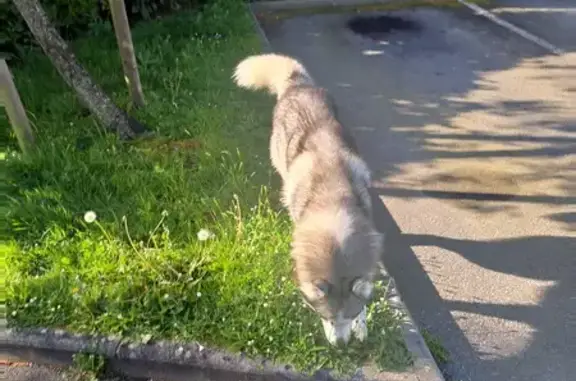 Husky aux yeux vairons trouvé - photo