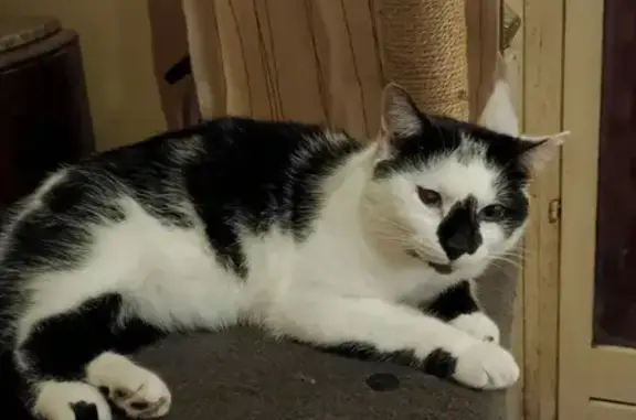 Animaux perdus Chérac, photo: Chat blanc et noir perdu - Chérac