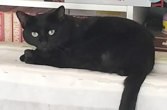 Animaux perdus Gémenos, photo: Chat noir perdu à Gémenos