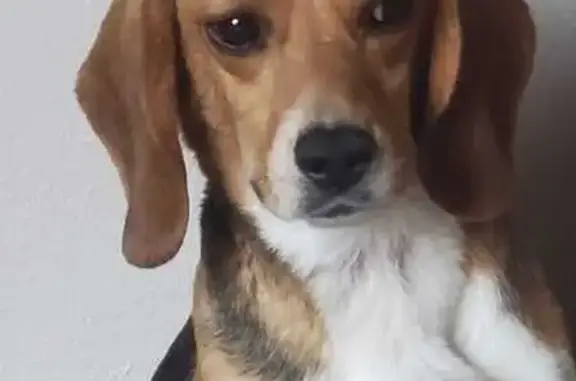 Chien perdu Biganos, photo : Avis: Beagle Nala disparue à Biganos