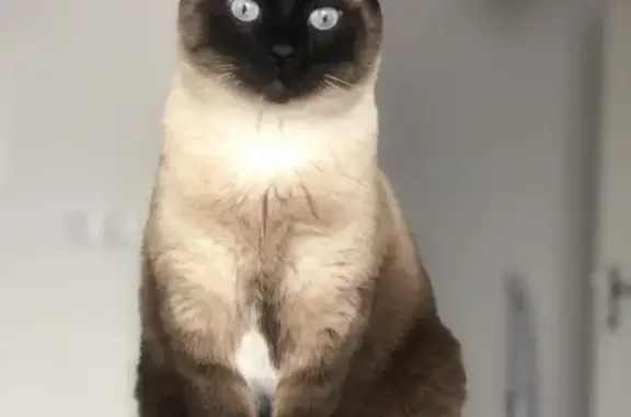 Chat perdu, Paris, photo: Chat Siamois Castré Perdu - Paris
