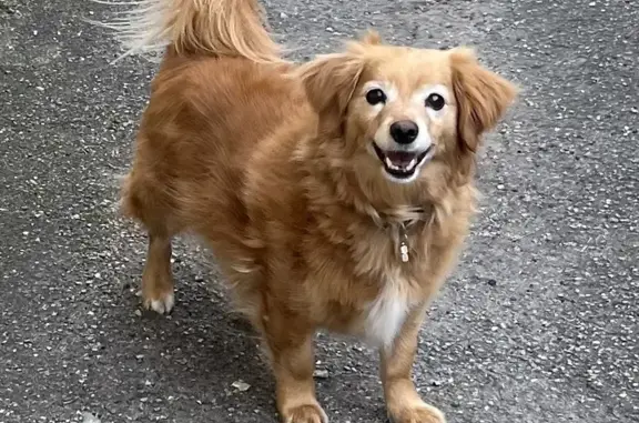 Chien perdu Saint-Héand, photo : Alerte chienne perdue à Saint-Héand