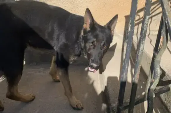 Chien Berger Allemand Trouvé à Béduer - photo