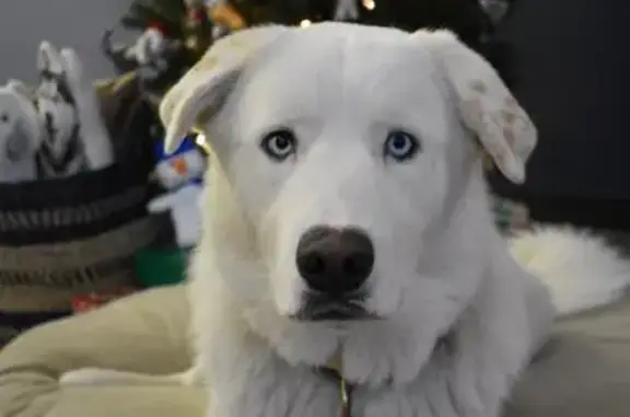 Lost Great Pyrenees Mix - Help Find Him!