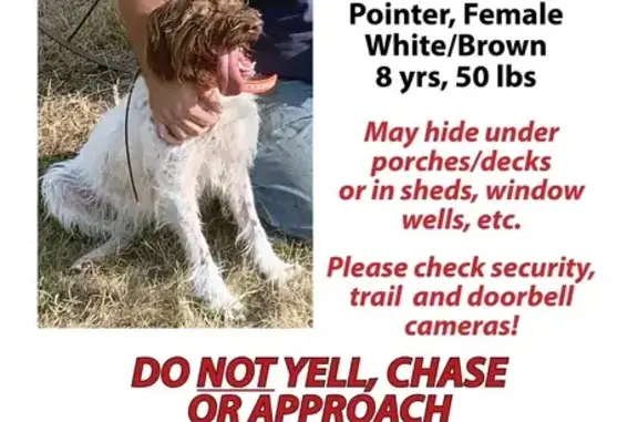 Lost Dog in Breckenridge - Microchipped!